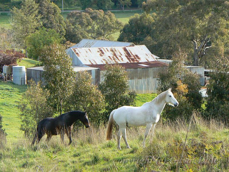 Horses, Near Hahndorf P1080755.JPG